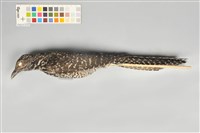 藏品(噪鵑)的圖片